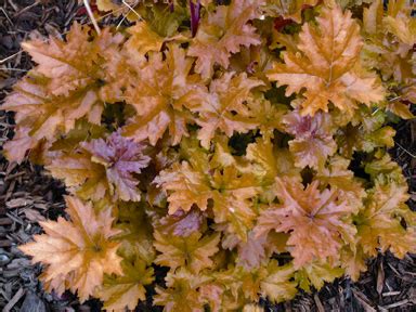 Heuchera 'amber waves' has the lustiest orange hue of all coral bells. 'Amber Waves' photo - Rick's Custom Nursery photos at ...