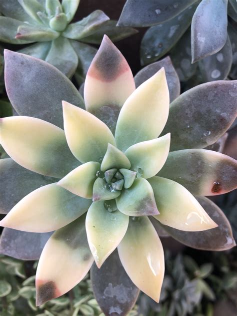 Graptopetalum Paraguayense Variegated Ghost Plant Rare Succulents