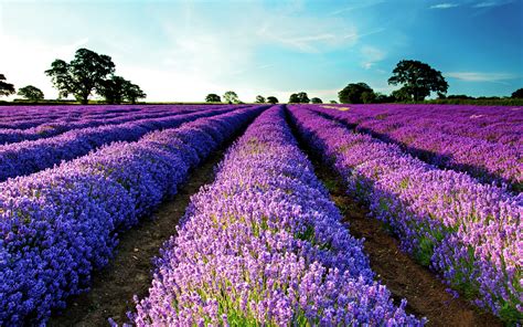 Lavender Fields Wallpaper Wallpapersafari