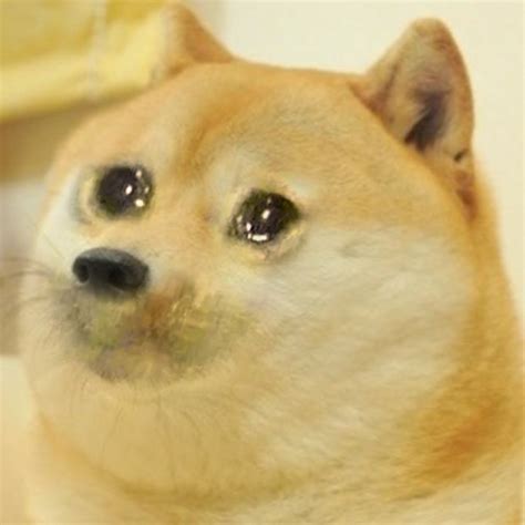 Crying Doge Memes Imgflip