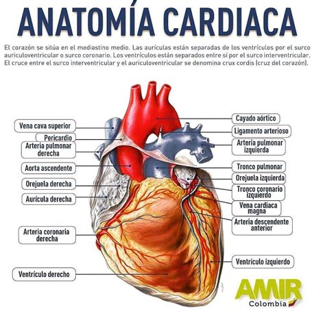 Anatomia Cardiaca Anatomia Cardiaca Anatomia Anatomia Medica Images