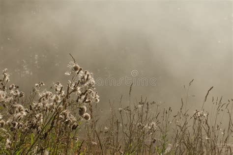 Beautiful Fog In The Forest On A Summer Morning Mystical View Of