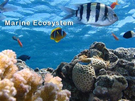 Marine Ecosystem Characteristics And Types Earth Reminder