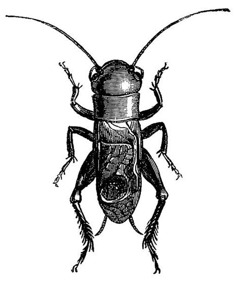 There are about 900 species of crickets. Cricket Insect Illustrations, Royalty-Free Vector Graphics ...