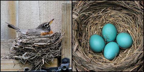 I will save you batman, as your good loyal sidekick! Jingle Bells, Batman smells, robin laid an egg...s | Flickr