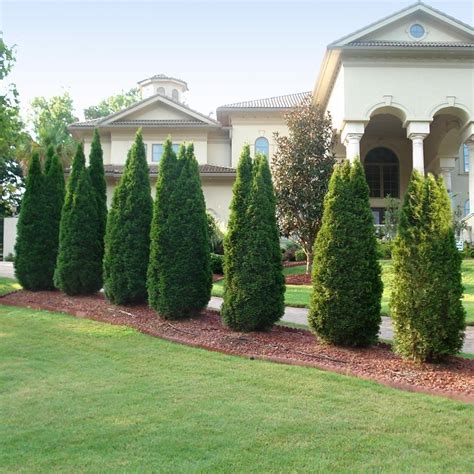 Best Trees For Privacy Privacy Trees Privacy Plants Hedge Trees