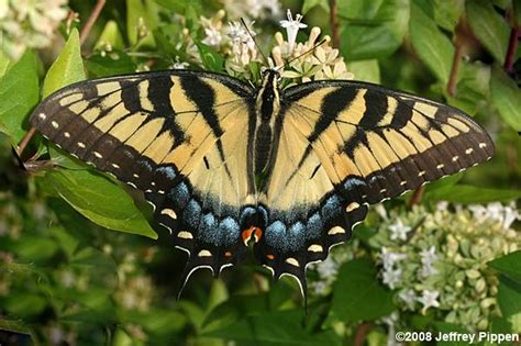 Eastern Tiger Swallowtail Papilio Glaucus