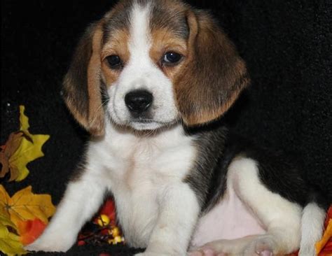 Breakfast beagle puppy litter posted breed: Beagle Puppies For Sale | Dallas, TX #124715 | Petzlover