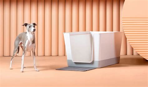 Banish Pet Odors and Stains | Embrace Freshness with These Powerful