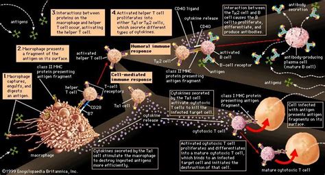 Immune System Flow Diagram