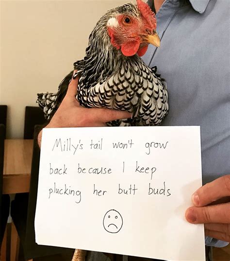 Farmers Are Shaming Their Chickens For Their Crimes And Its Too Entertaining To Read