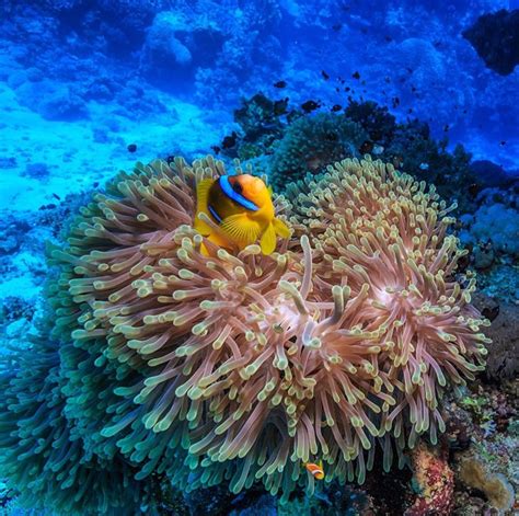 Nemo Fish In Anemones Red Sea Egypt Slaylebrity