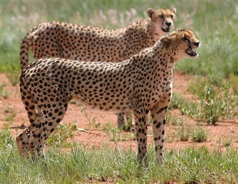 Characteristics Of Male And Female Cheetahs Are Miles Apart