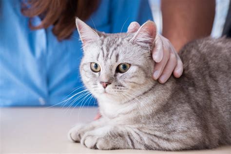 What Is Feline Leukemia How To Care For A Cat With Felv