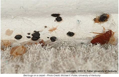 Bed Bug Droppings Pictures Bangdodo