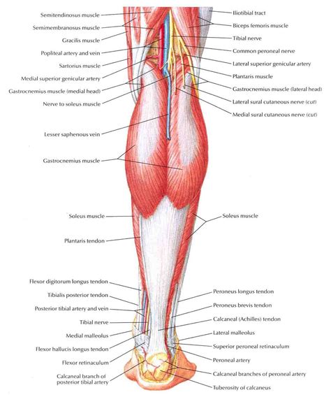 Leg Muscle Diagrams 101 Diagrams
