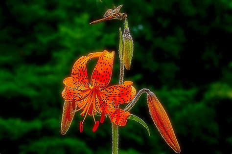 Free Tiger Lily Nature Images Pixabay