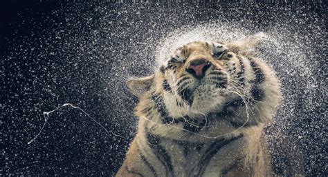 38 Of The Most Gorgeous Photos Of Animals Ever Taken Wow Gallery