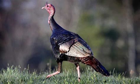 How Wild Turkeys Rough And Rowdy Ways Are Creating Havoc In Us Cities