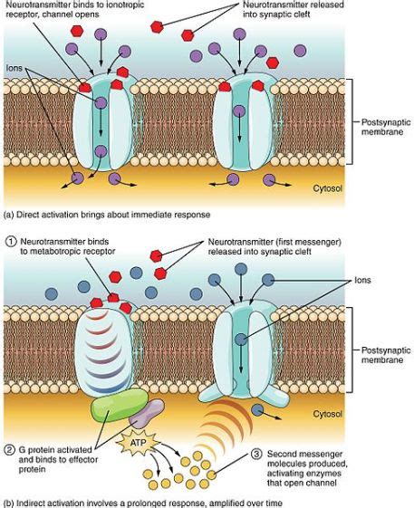 What Is The Difference Between Ionotropic And Metabotropic Receptors Pediaa