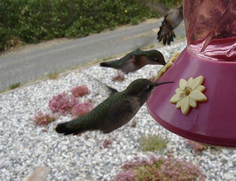 Tips for cleaning and maintenance of feeders, and feeder recommendations. Homemade Hummingbird Food Recipes | ThriftyFun
