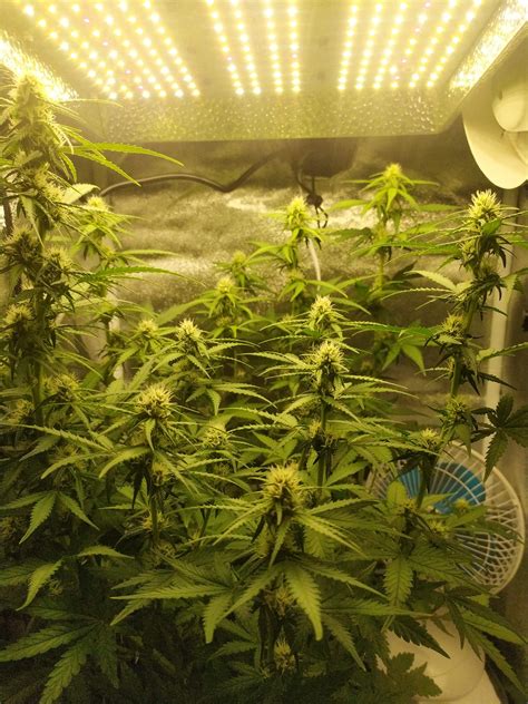 Plant Isnt Dense Grow Question By Horosho Growdiaries