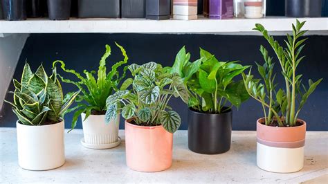 Best Low Light Office Plants Office Cubicle Today Indoor Houseplants