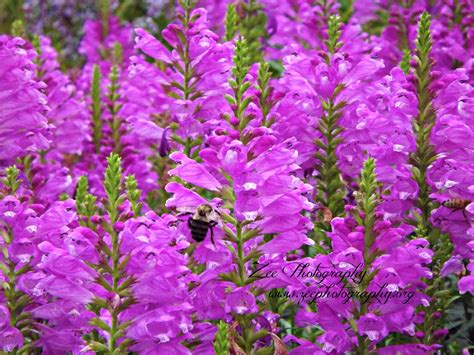 flower | Flowers, Plants