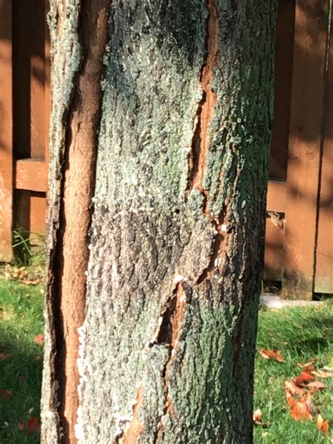 Split Bark On Maple Tree 675509 Ask Extension
