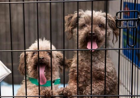 Find what you are looking for or create your own ad for free! Another Petland will have to stop selling puppies and ...