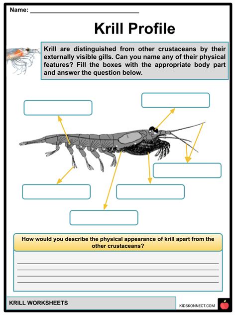 Krill Facts And Worksheets Anatomy Lifecycle Food Chain Status