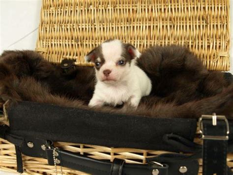 Kc Reg Chihuahua Puppies For Sale Animall24