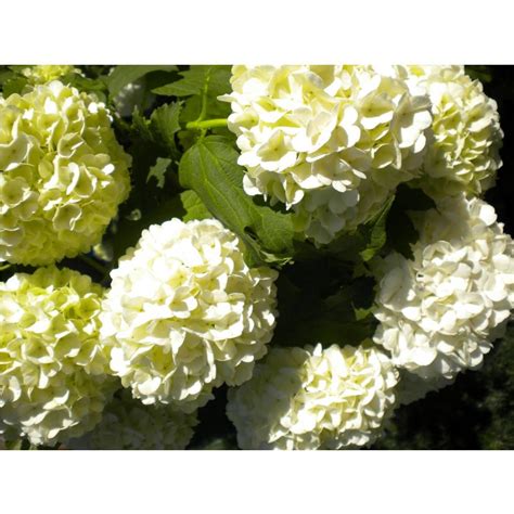Native, smooth hydrangea is hardy in usda zones 3 through 9. Chinese Snowball Bush - Sterile Viburnum - 1 Gallon in ...