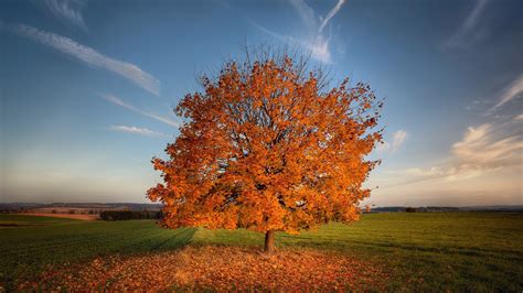 tree autumn field hd nature 4k wallpapers images backgrounds photos and pictures