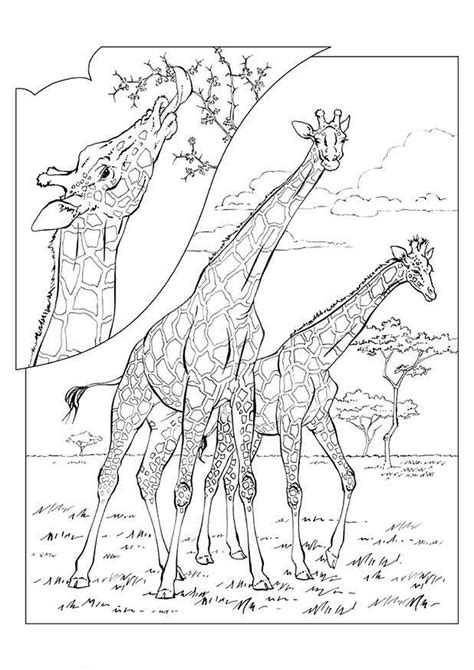 kleurplaten dieren Kleurplaten dieren, Giraffe