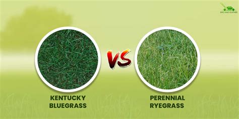Kentucky Bluegrass Vs Perennial Ryegrass How Do They Differ Bird