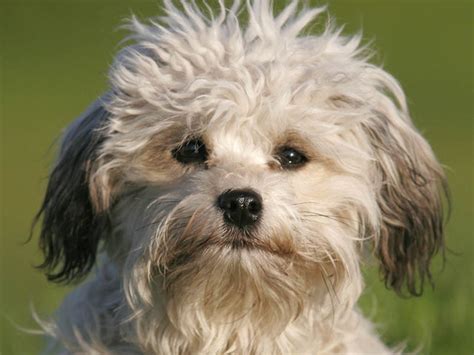 Vestiamo i bimbi nei loro momenti speciali: Photo chien Petit chien lion - 1488 - Wamiz