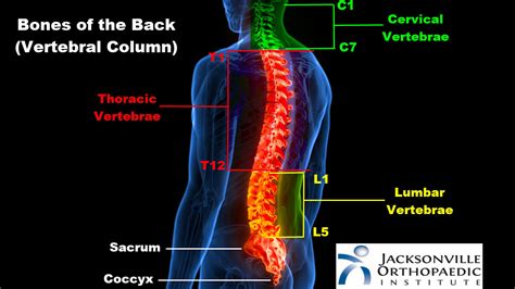 Bones Of The Back Joi Jacksonville Orthopaedic Institute