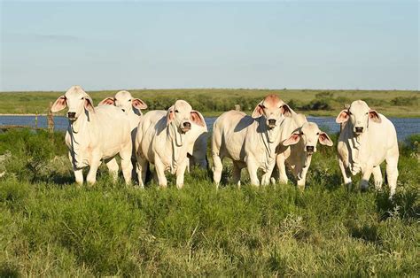 It was bred in the united states from 1885 from cattle originating in india, imported at various times from the united kingdom. texas-brahman-cattle.jpg
