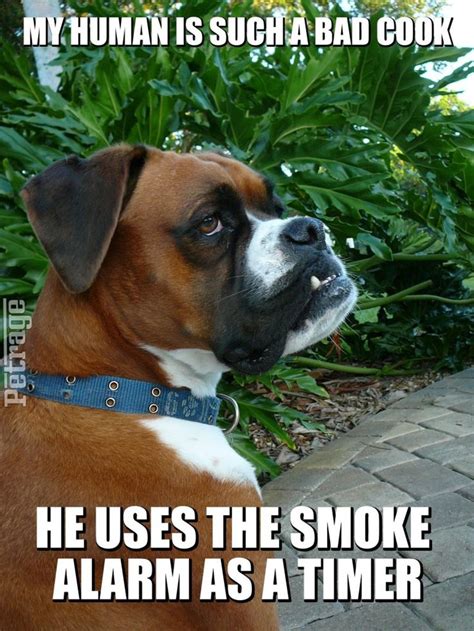 Sparks Sarcastic Boxer Dog Cooking Meme😆😆😆 Boxer Dogs Dog Quotes