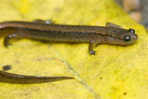 Eurycea Paludicola Western Dwarf Salamander Herps Of Arkansas