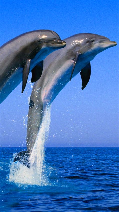 Dolphin Wallpaper Kolpaper Awesome Free Hd Wallpapers