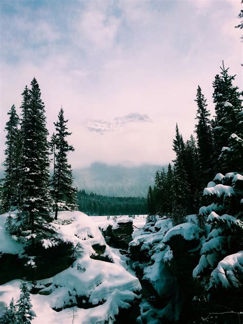 Free Images Landscape Tree Nature Forest Wilderness Snow Winter