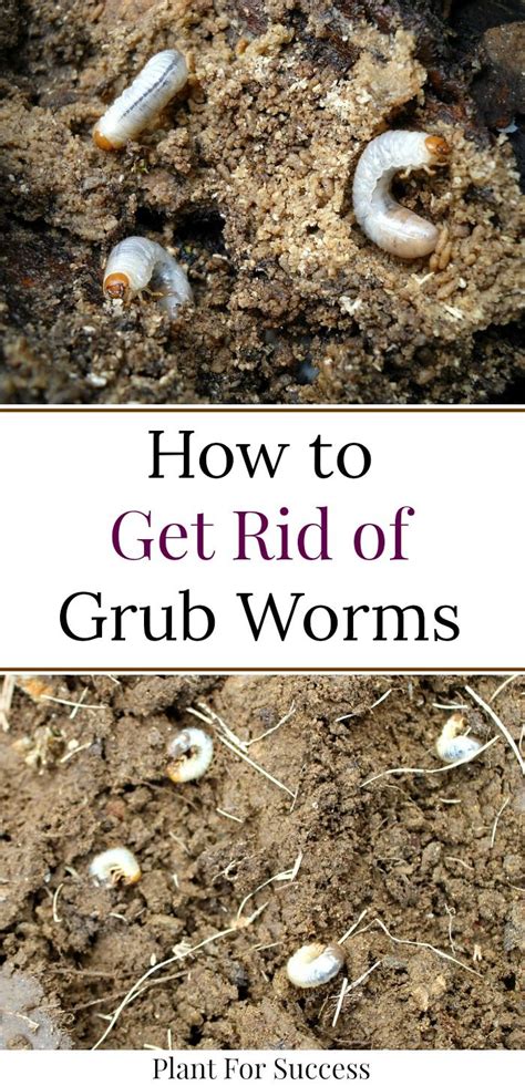 How To Get Rid Of Grub Worms Grub Worms Garden Grubs Lawn Care Tips