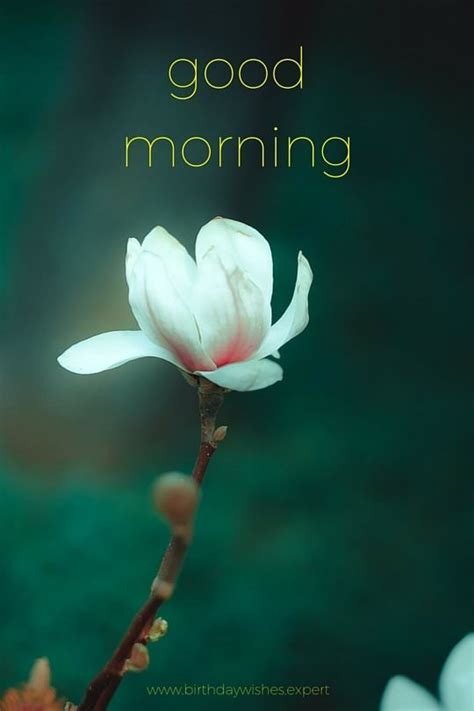 Good morning images with quotes. 60 Beautiful Flower Images with Inspiring Good Morning ...