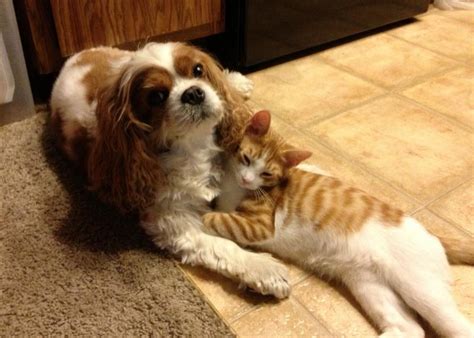 B lizziemy problem is very unusual and most people have never heard of it. 10 Reasons Why You Should Never Own Cavalier King Charles ...