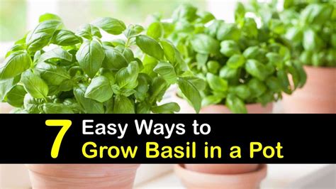 7 Easy Ways To Grow Basil In A Pot In 2021 Growing Basil Basil Plant