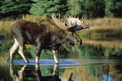 Moose Habitat Size Weight Diet And Facts