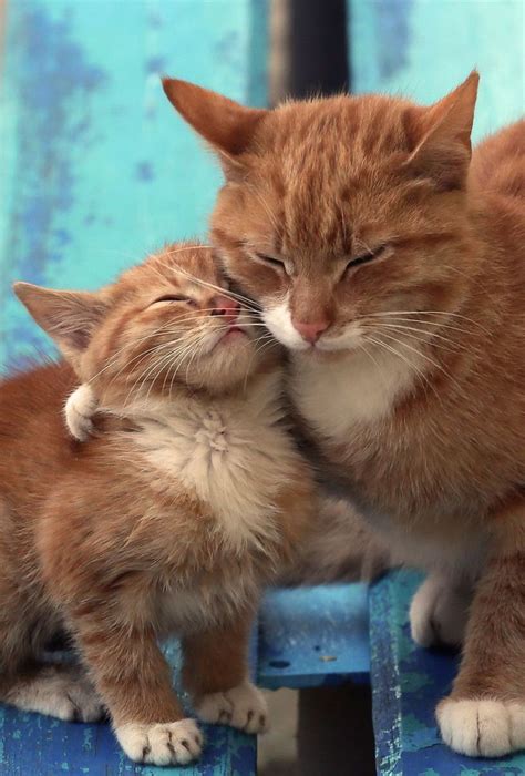 186 Best Munchkin Kittens Images On Pinterest Adorable