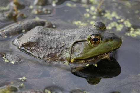 Maryland Biodiversity Project American Bullfrog Lithobates Catesbeianus